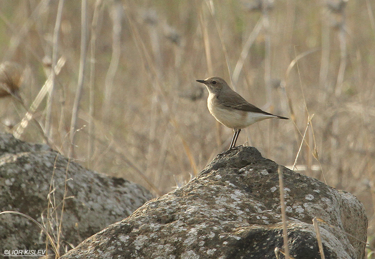 Finsch‘s Wheatear  Oenanthe finschii  ,Gamla nature reserve ,Golan heights 14-12-12 Lior Kislev